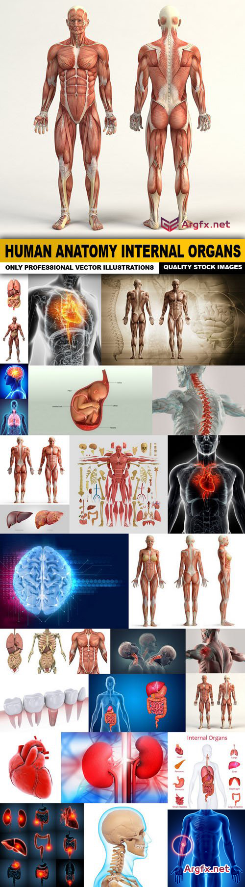  Human Anatomy Internal Organs - 25 HQ Images