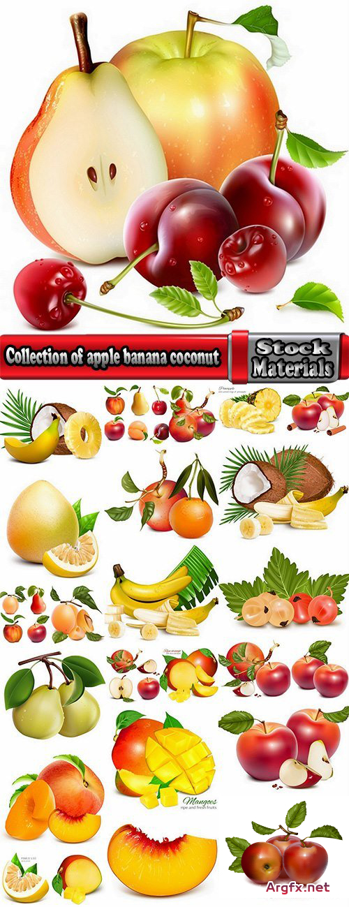  Collection of apple banana coconut orange peach currant berry fruit vector image 25 EPS