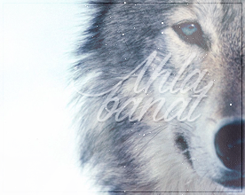 * The Wolves * P_478r6huq3